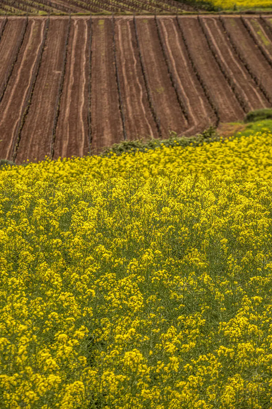 Fotos: Los cultivos de colza tiñen de amarillo el paisaje riojano
