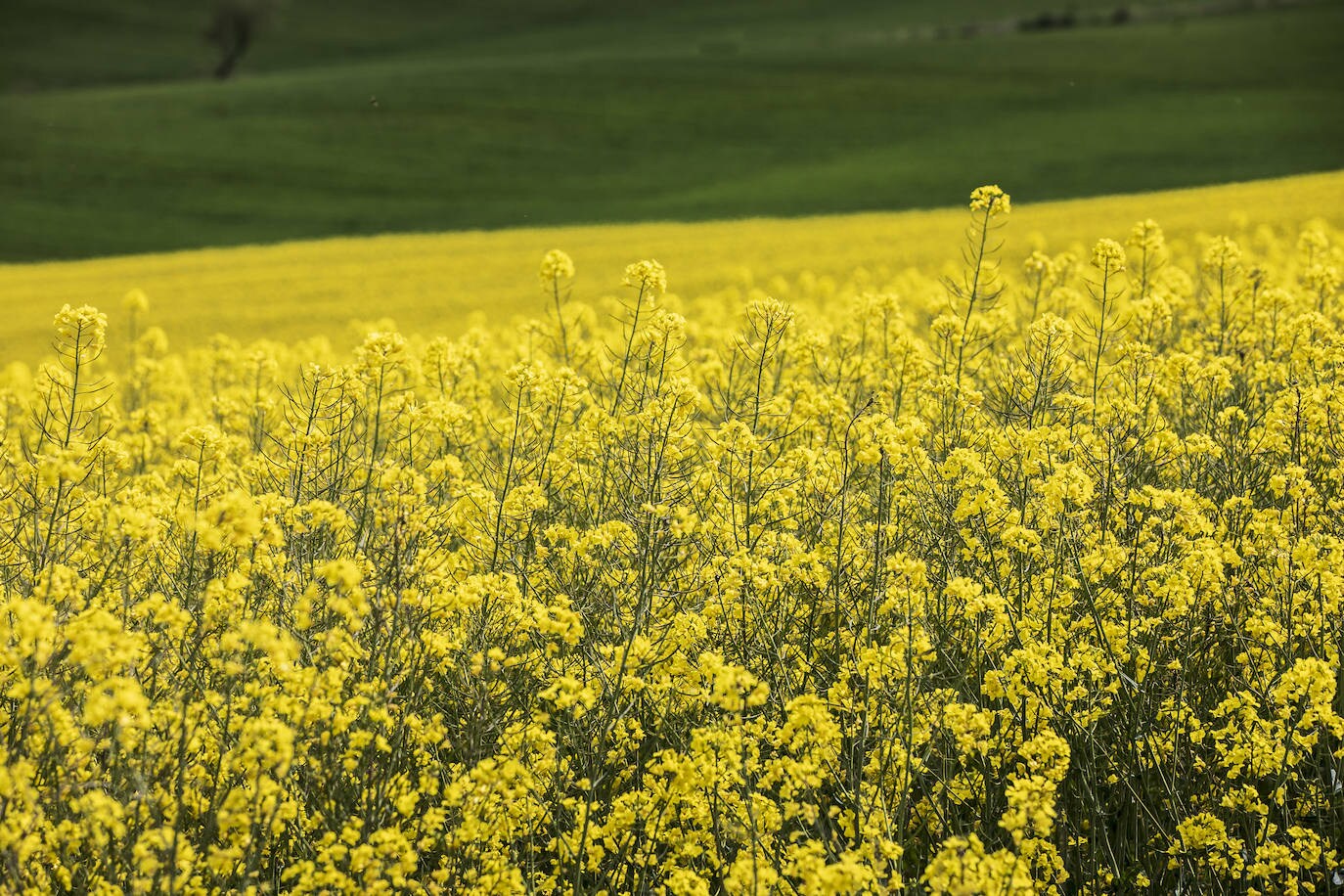 Fotos: Los cultivos de colza tiñen de amarillo el paisaje riojano