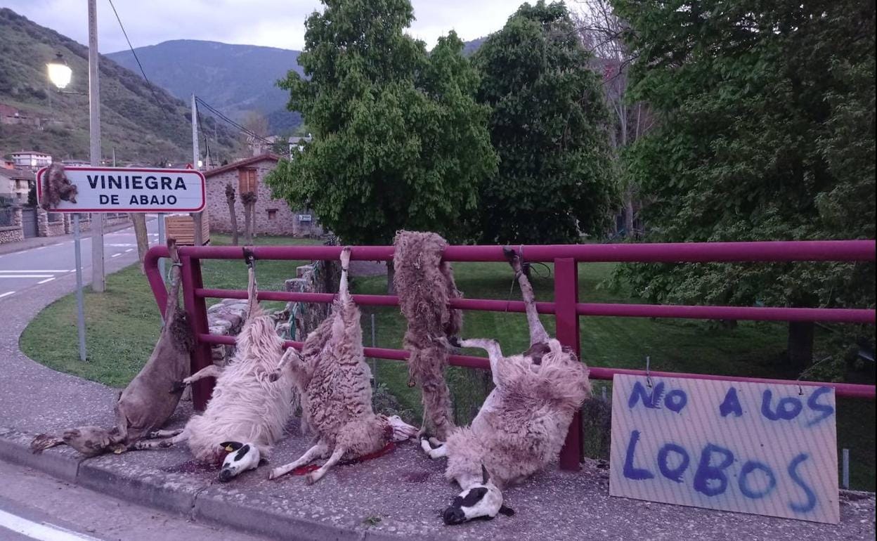 El Alto Leza reclama que se vuelva a poder cazar al lobo tras los últimos  ataques de día cerca de Laguna | La Rioja