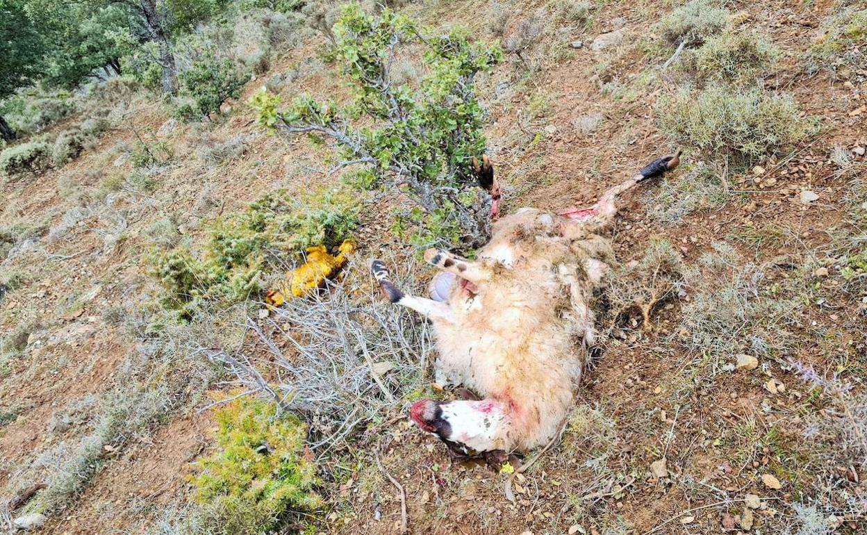 Oveja atacada por un lobo en la sierra. 