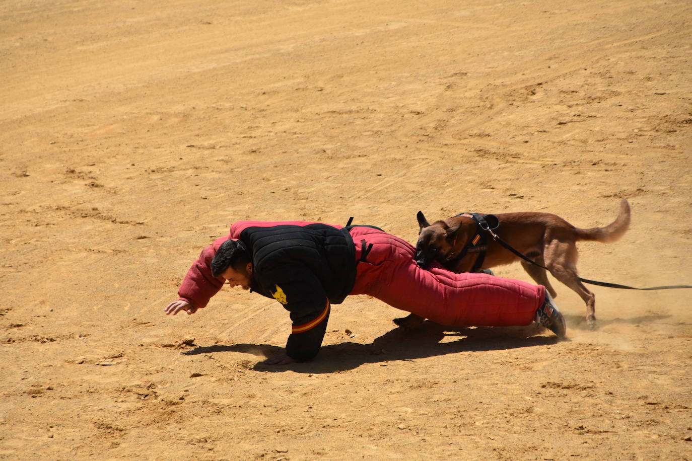 Fotos: Exhibición de la Guardia Real en la plaza de toros de Calahorra