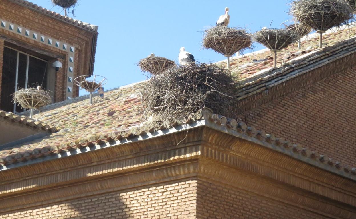 Las palomas aprovechan cualquier rincón para anidar. 