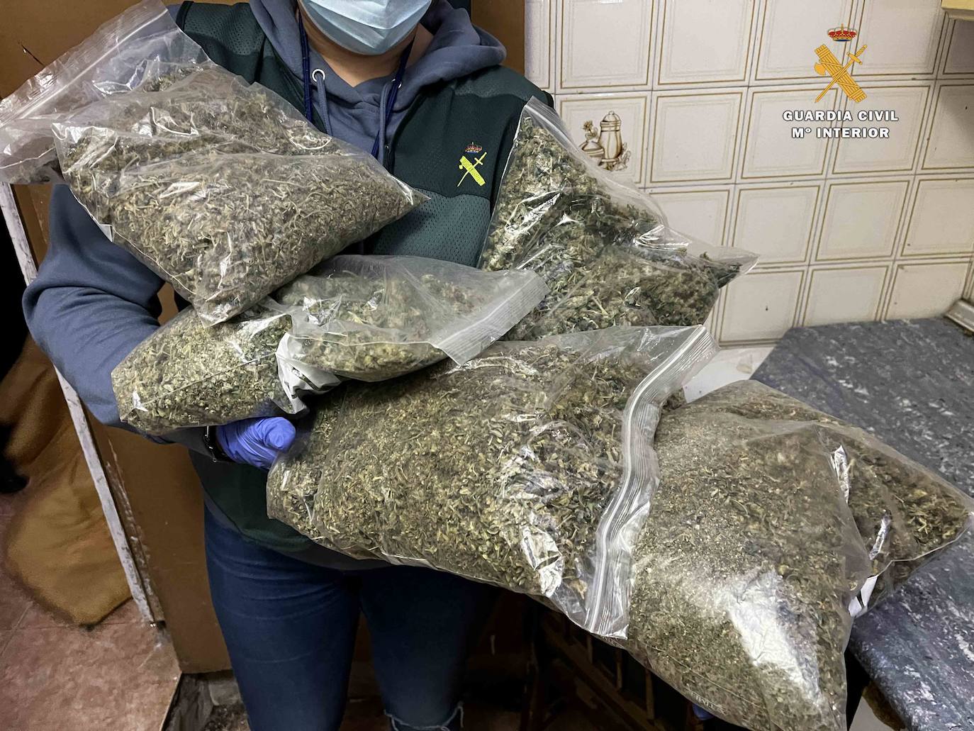 Fotos: Intervenidas 282 plantas de marihuana y 3,57 kilogramos de cogollos en Albelda