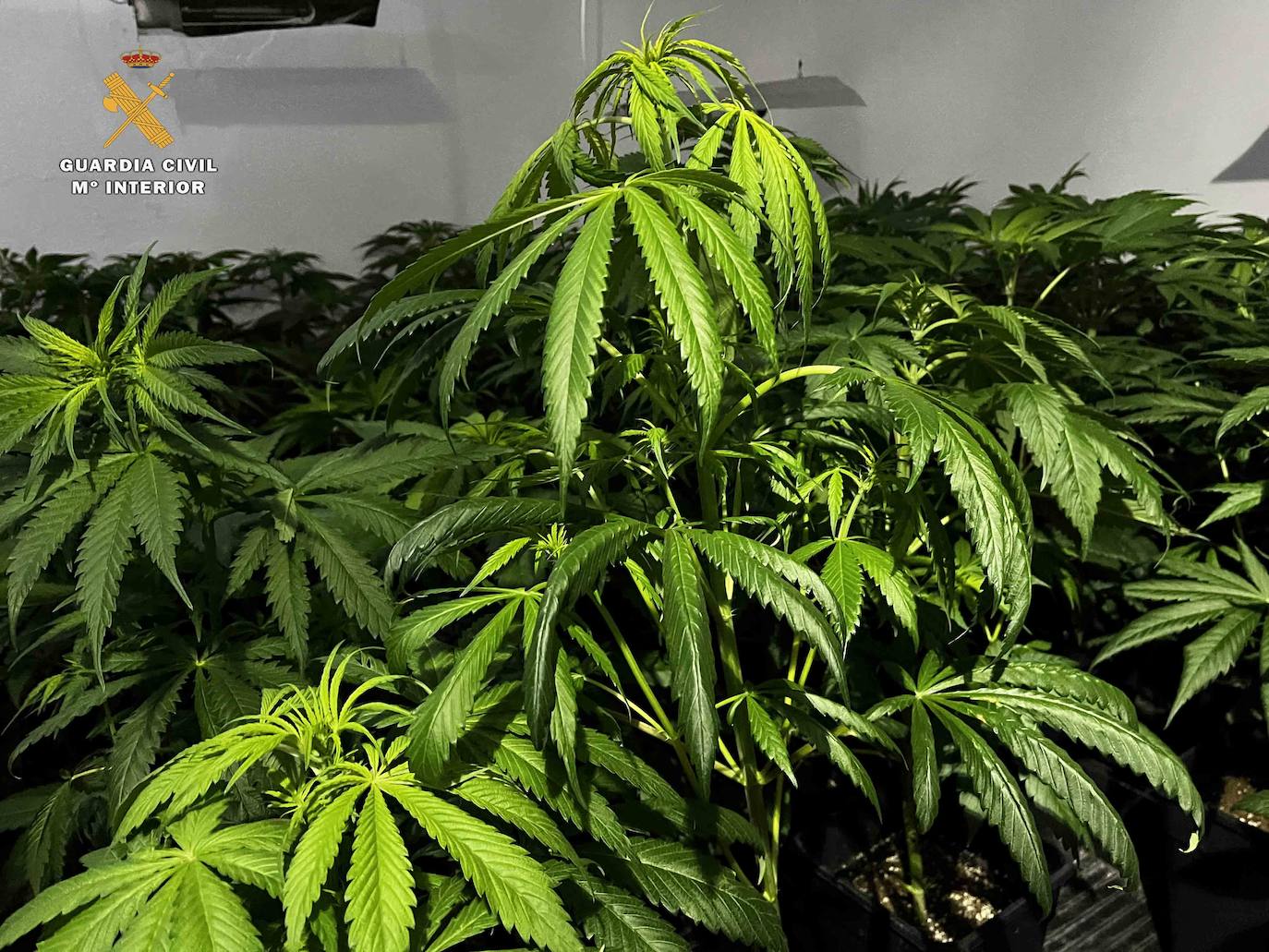 Fotos: Intervenidas 282 plantas de marihuana y 3,57 kilogramos de cogollos en Albelda