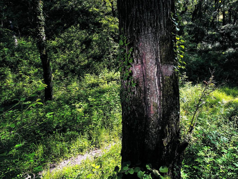 Alguien ha dibujado una cruz en la corteza de un árbol en el lugar donde mataron a Miguel Ángel. 