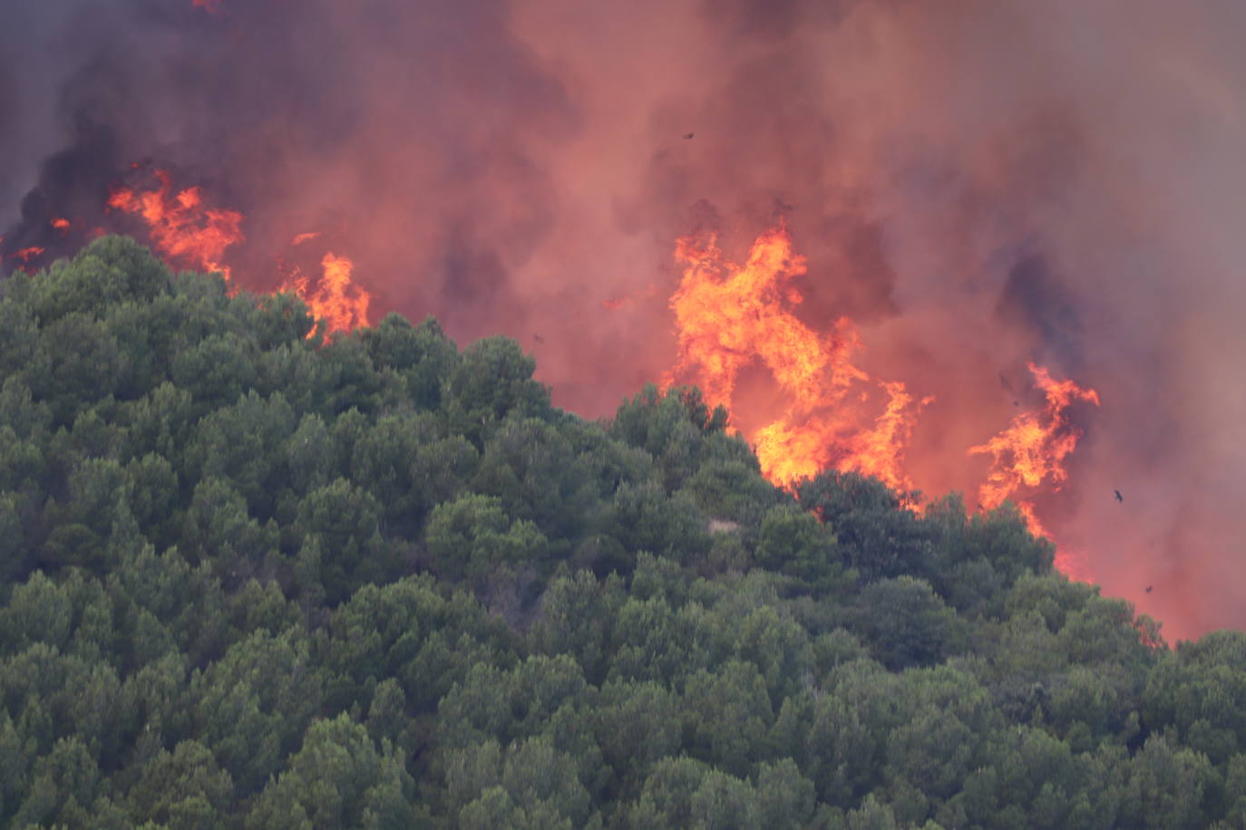 Fotos: Incendio en el monte Yerga en Alfaro y Grávalos