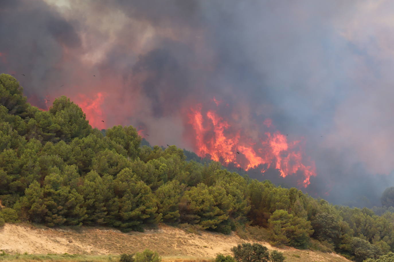 Fotos: Incendio en el monte Yerga en Alfaro y Grávalos