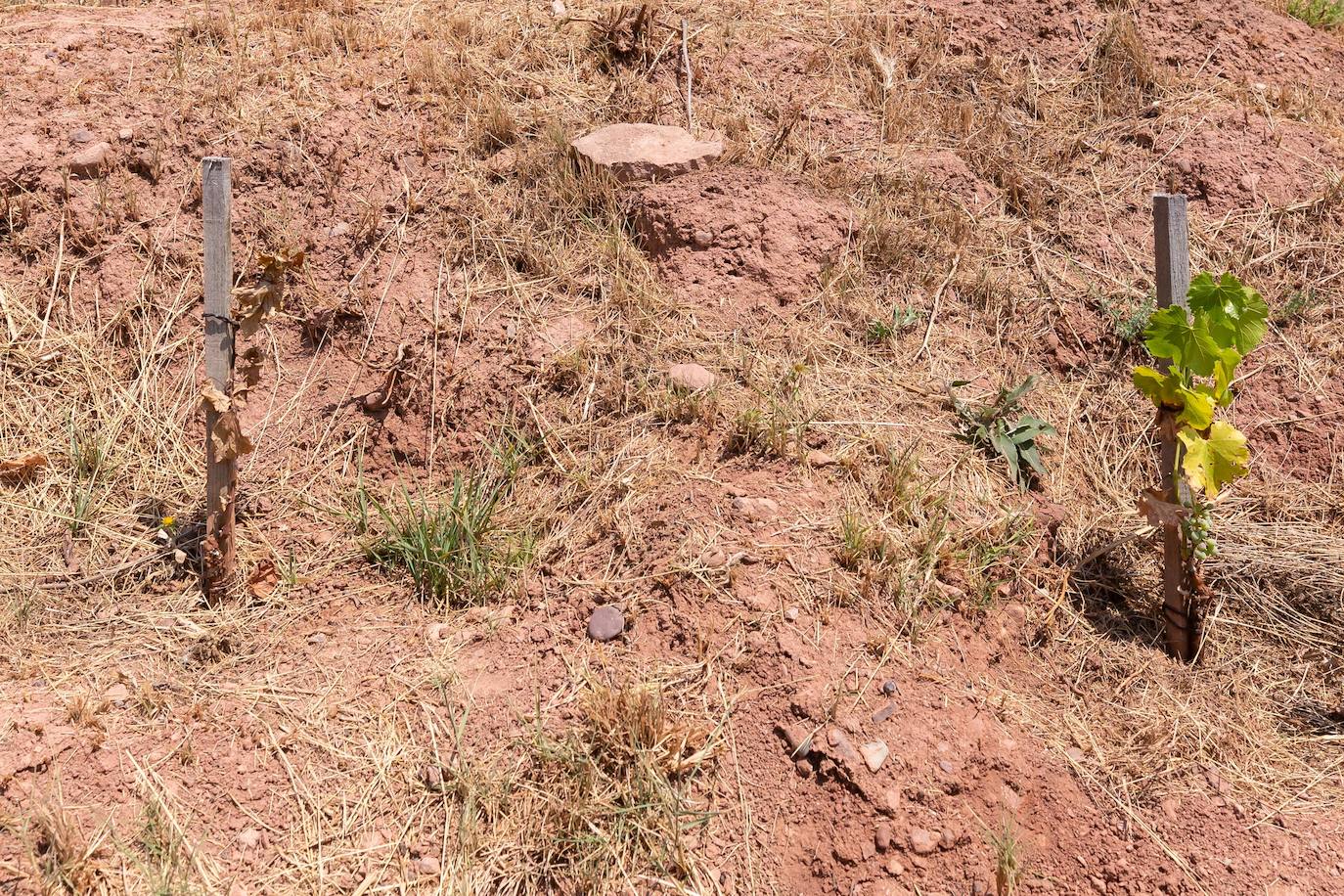 Fotos: El calor extremo hace mella en las cepas