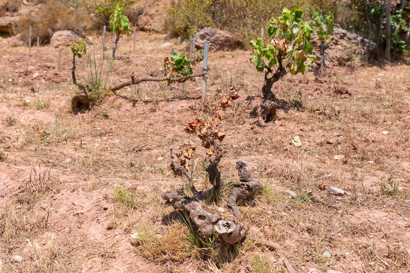 Fotos: El calor extremo hace mella en las cepas