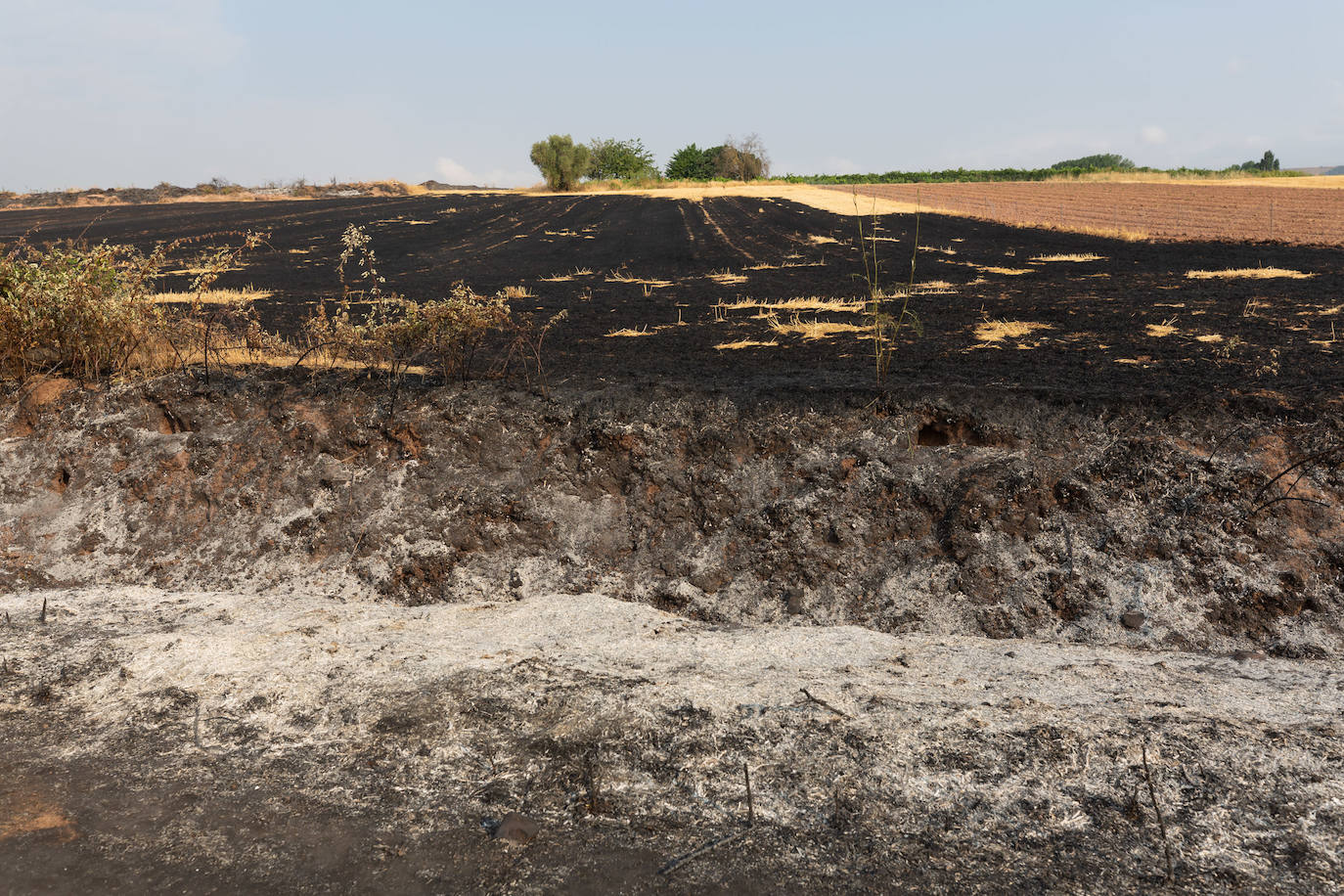 Fincas quemadas en Torrecilla sobre Alesanco.