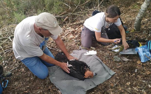 Manejo de polluelo de buitre negro. 