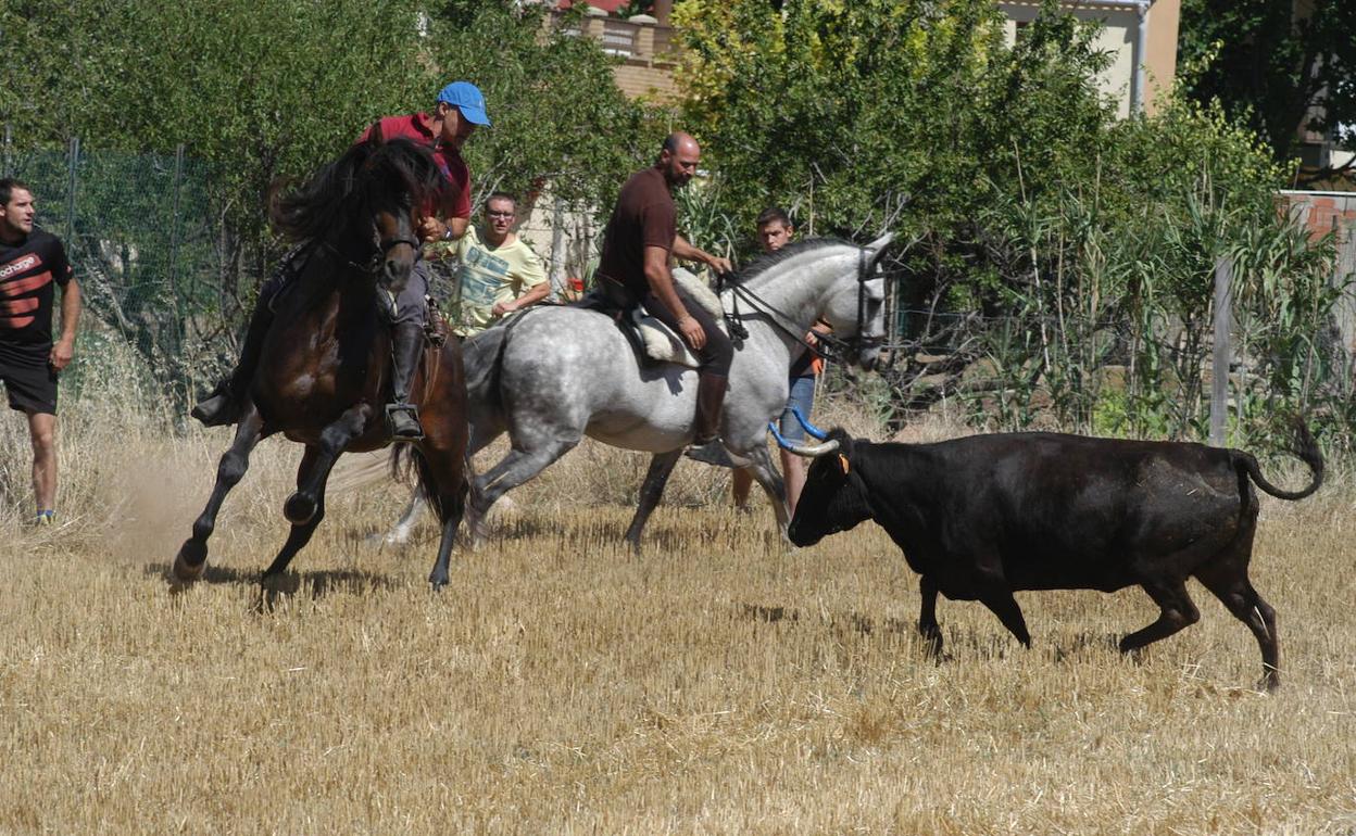 Valverde: La saca de vacas, el acto principal de las fiestas de Valverde