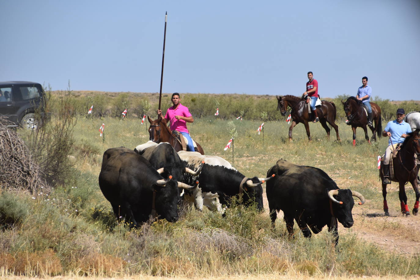 Fotos: La saca de vacas de Valverde