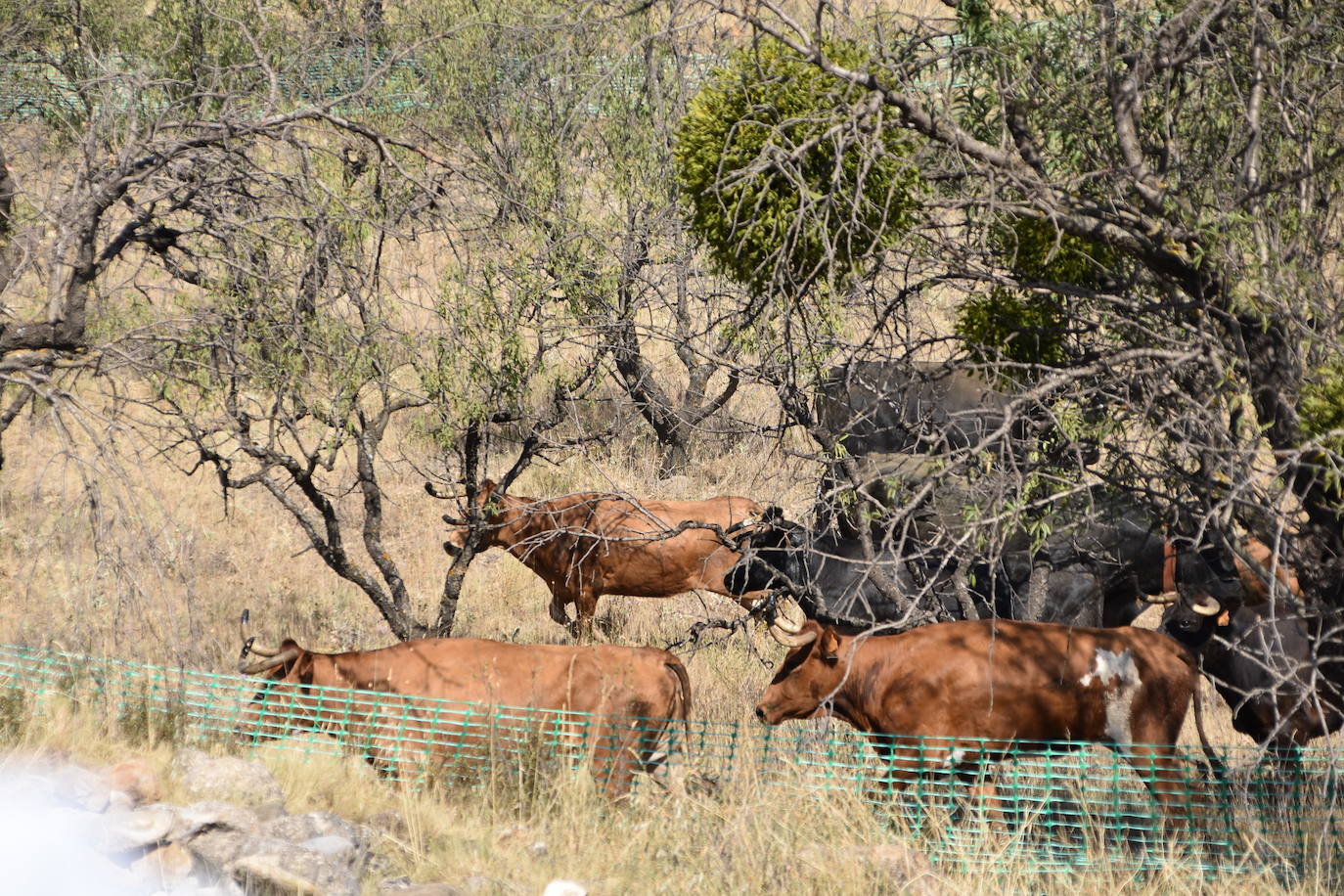 Fotos: La saca de vacas de Valverde