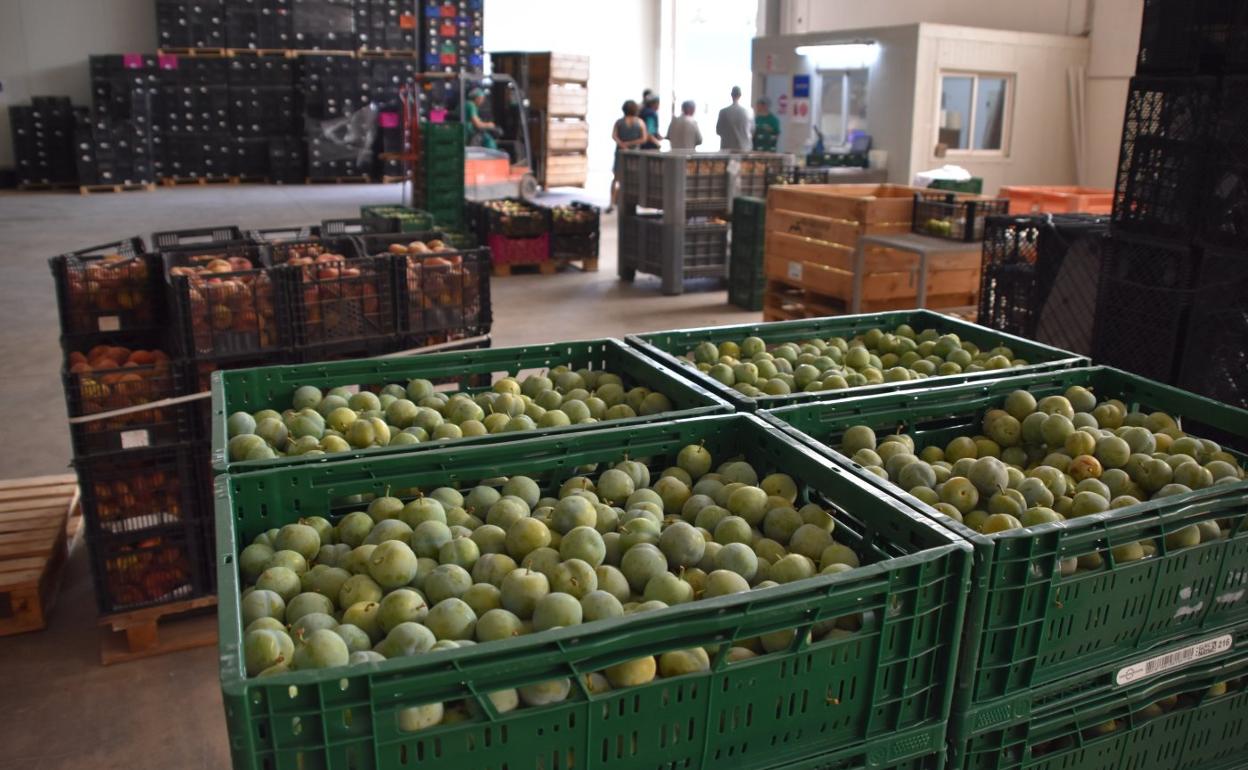 Ciruela recogida en la SAT Valle de Rincón. 