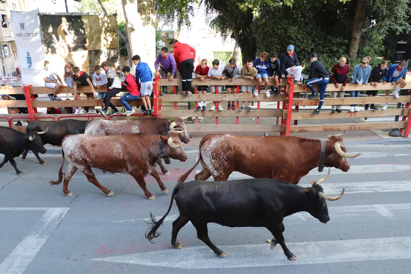 Fotos: Los festejos menores triunfan en las fiestas de Alfaro