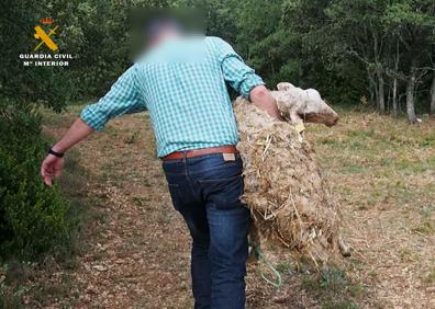 Imagen secundaria 1 - Investigado un ganadero por atar a una de sus ovejas a un árbol y dejarla abandonada a pleno sol