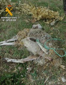 Imagen secundaria 2 - Investigado un ganadero por atar a una de sus ovejas a un árbol y dejarla abandonada a pleno sol