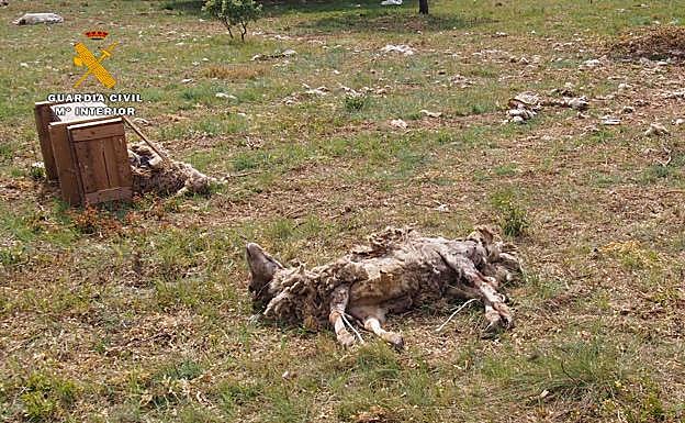 Investigado un ganadero por atar a una de sus ovejas a un árbol y dejarla abandonada a pleno sol