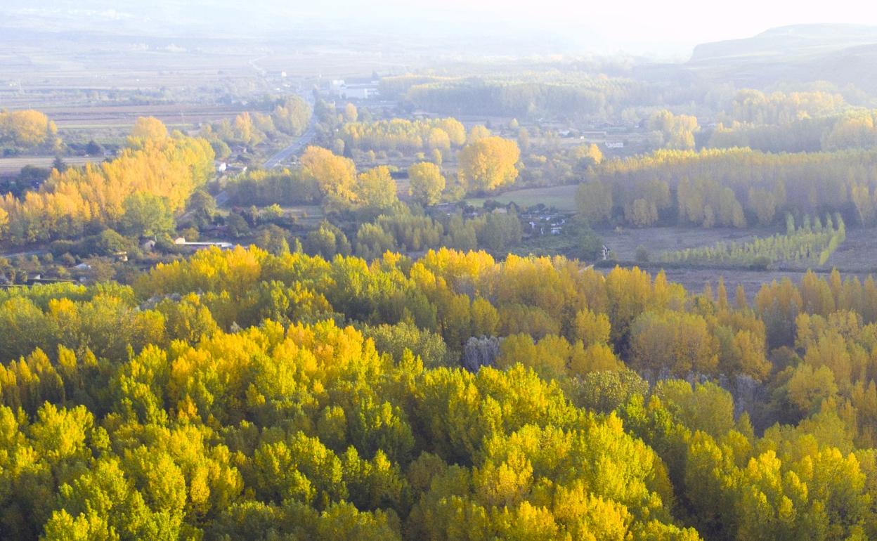 Bosque pedagógico. 