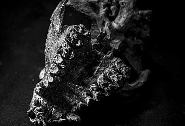 La mandíbula superior de 'Pantolambda' con sus dientes. 