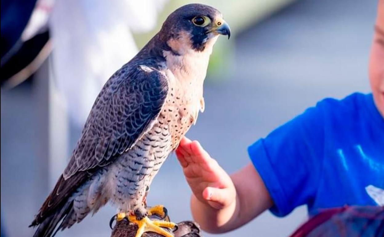 El Balcón de Mateo: Luz, sonidos, instalaciones y altos vuelos