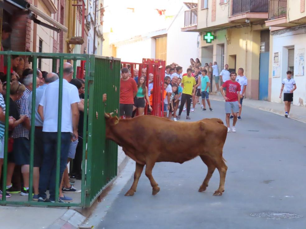 El encierro de reses bravas sacó por la tarde a cientos de personas en el recorrido del Burgo. 