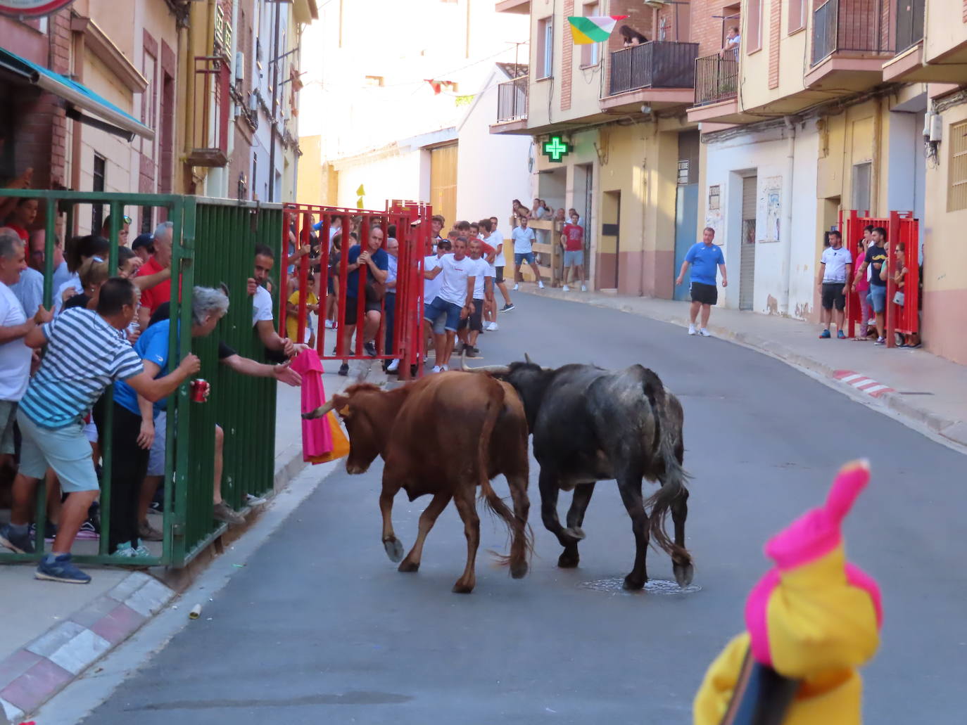 Fotos: Música y encierros en las fiestas del Burgo de Alfaro