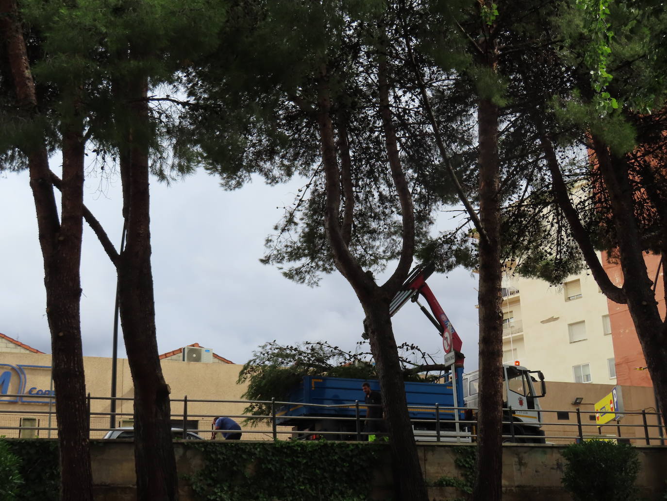 Fotos: La tormenta azota los árboles en Alfaro