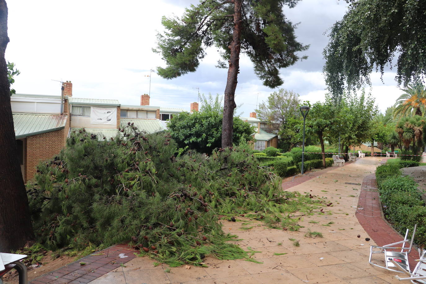 Fotos: La tormenta azota los árboles en Alfaro