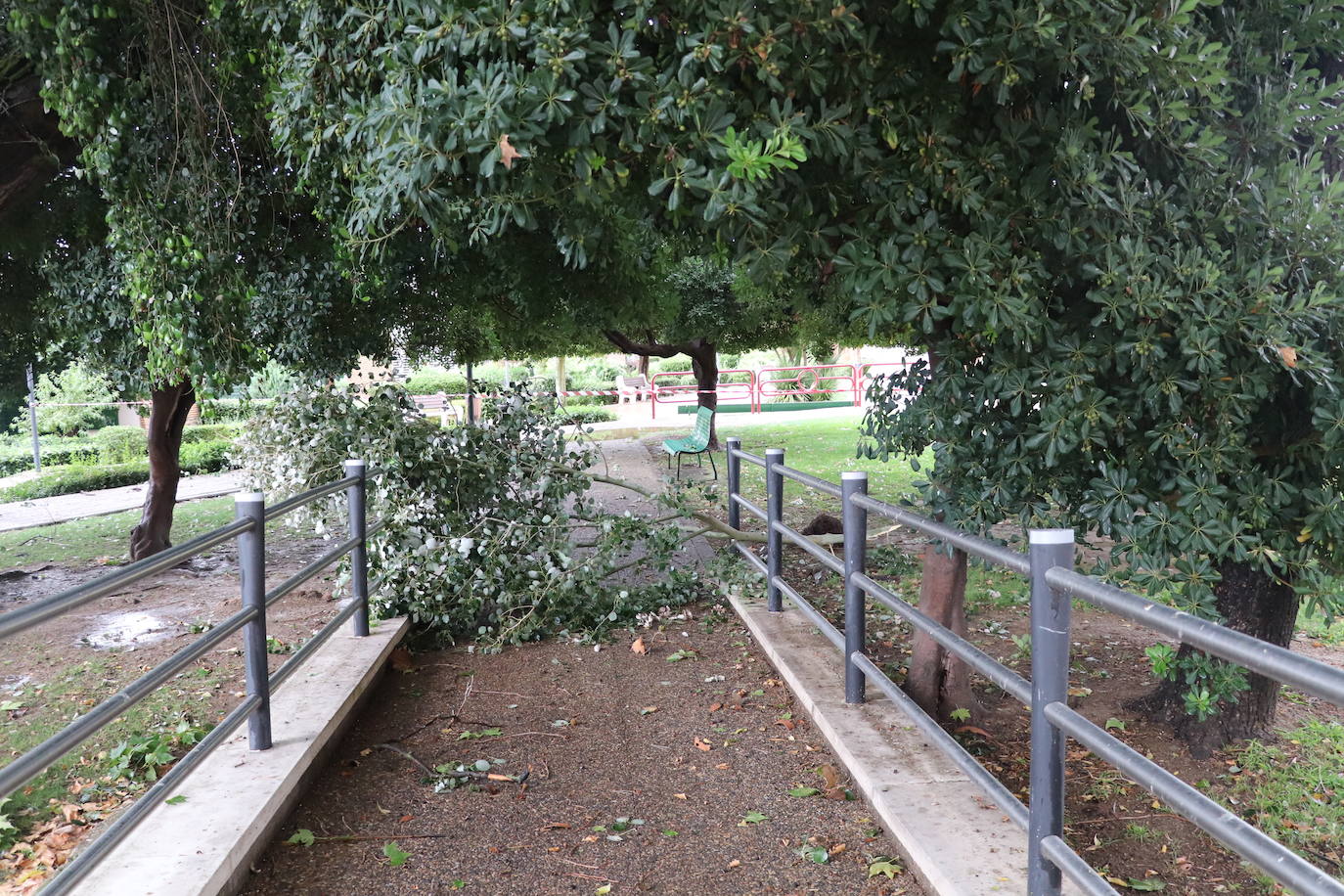 Fotos: La tormenta azota los árboles en Alfaro