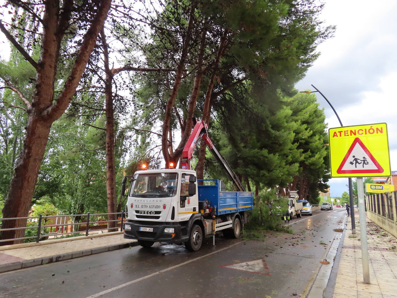 Fotos: La tormenta azota los árboles en Alfaro