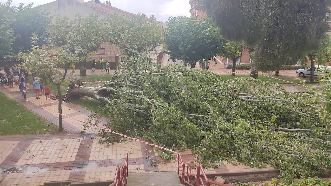 Fotos: La tormenta azota los árboles en Alfaro