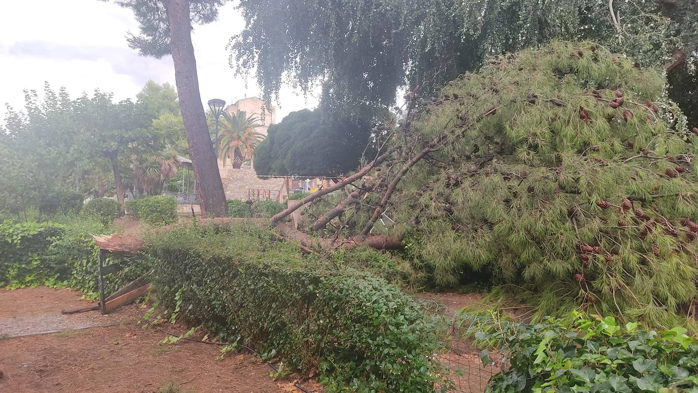 Fotos: La tormenta azota los árboles en Alfaro