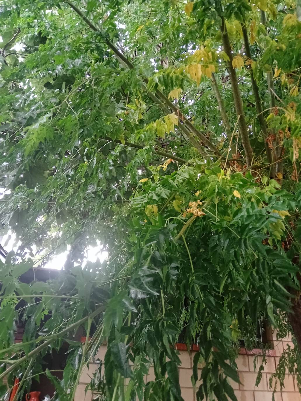 Fotos: La tormenta azota los árboles en Alfaro