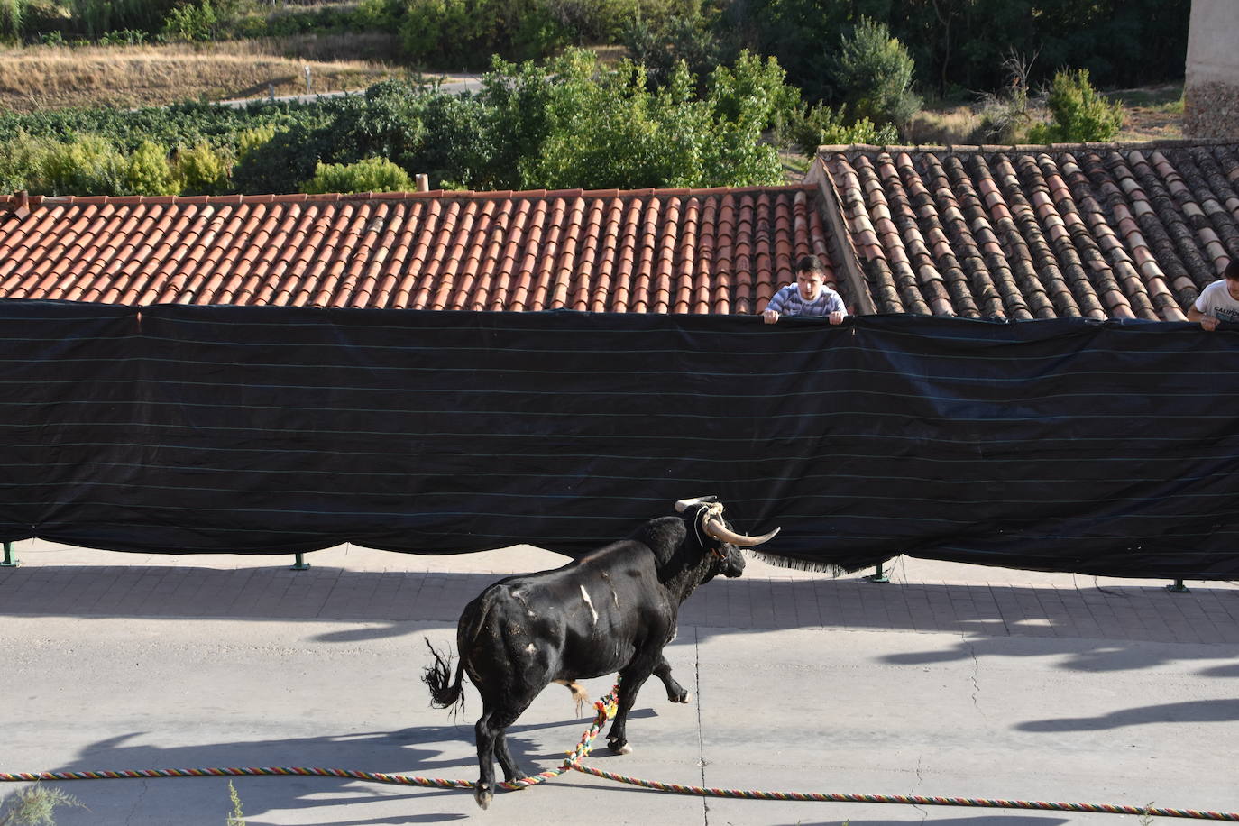 Fotos: Cabretón recupera la suelta de toros ensogados