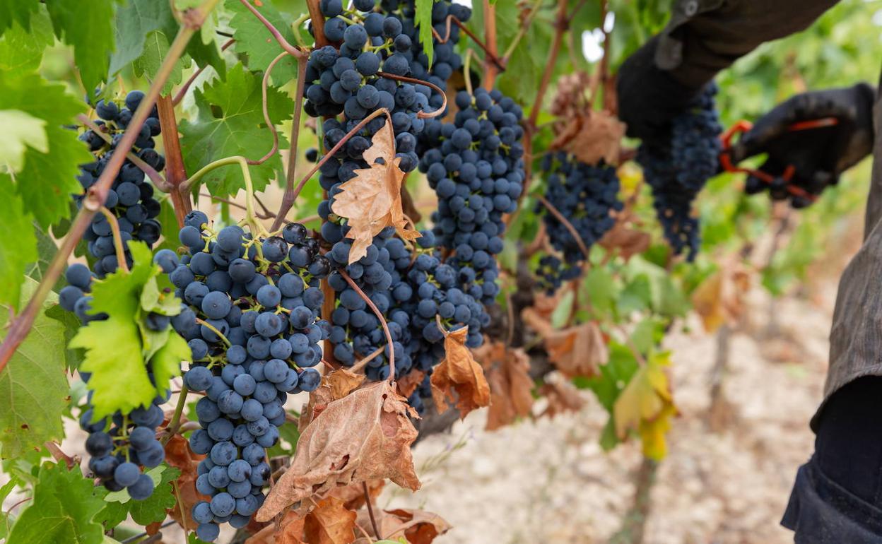 Vendimia en una viña hace unos días.