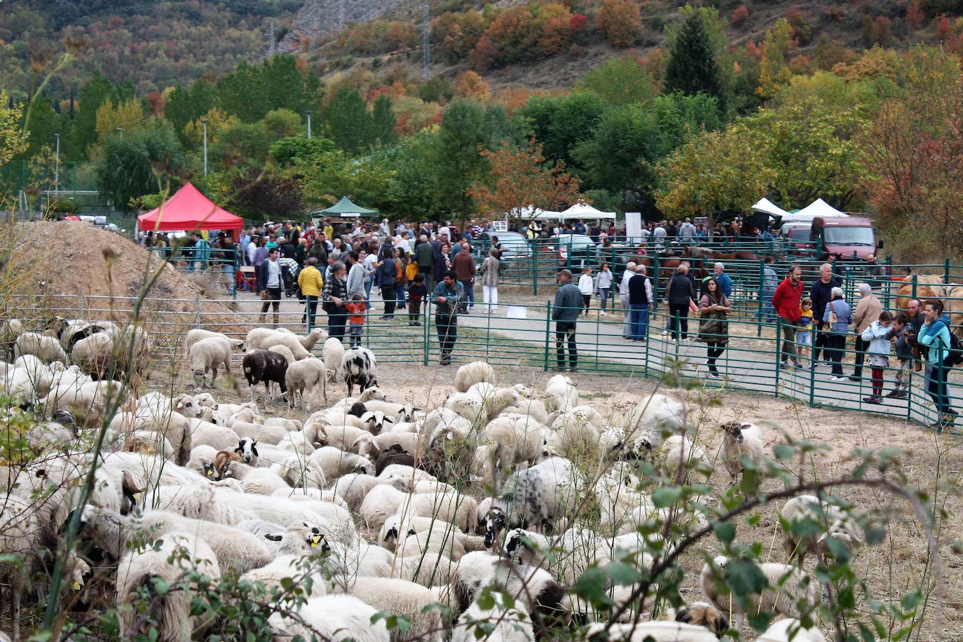 Fotos: Feria ganadera de Anguiano