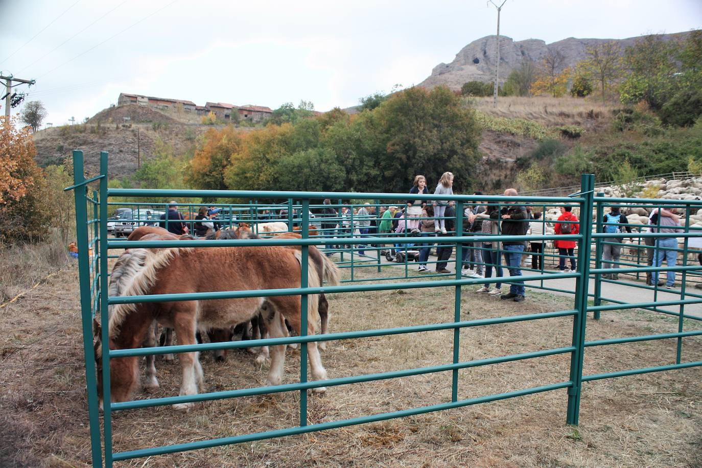 Fotos: Feria ganadera de Anguiano