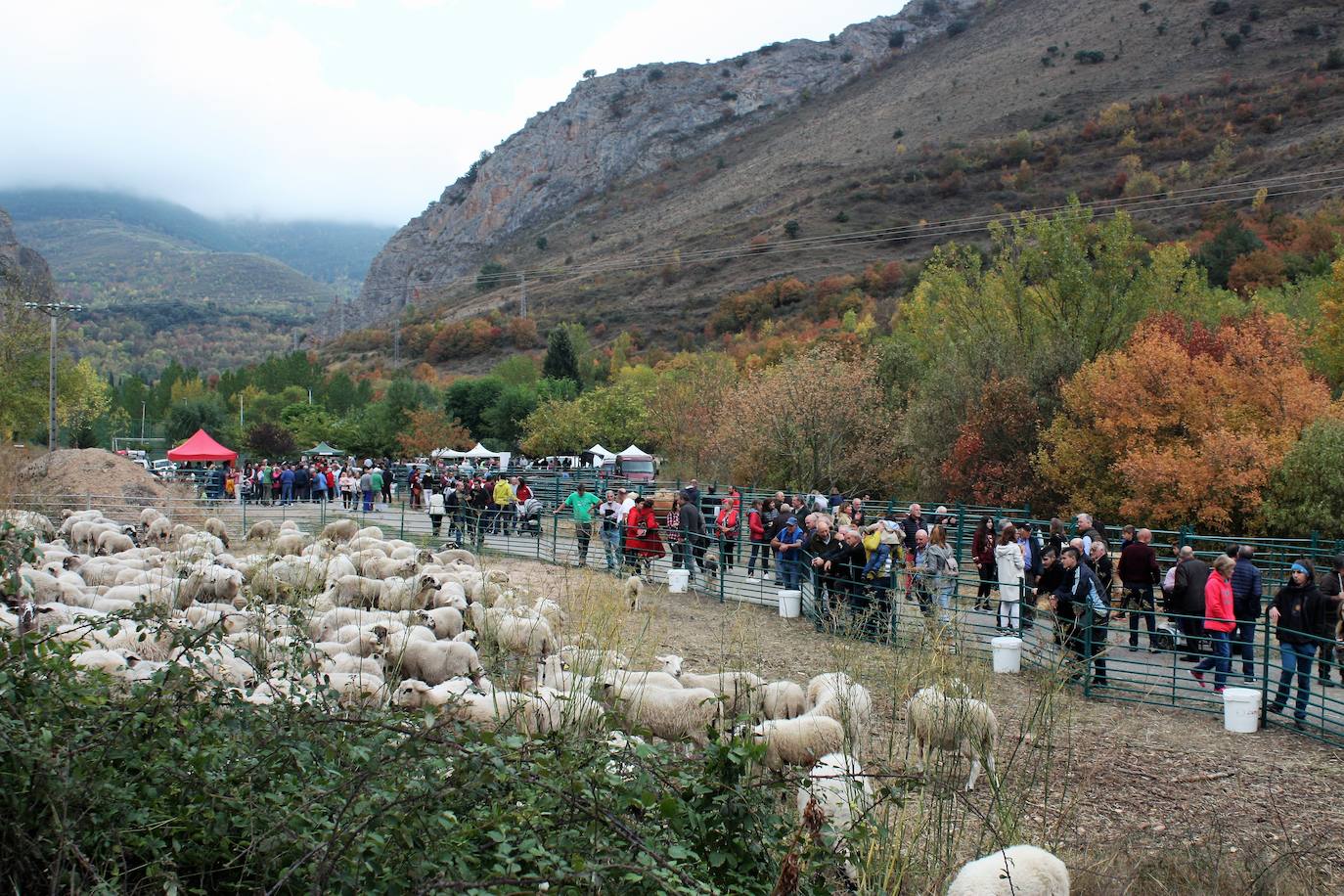 Fotos: Feria ganadera de Anguiano