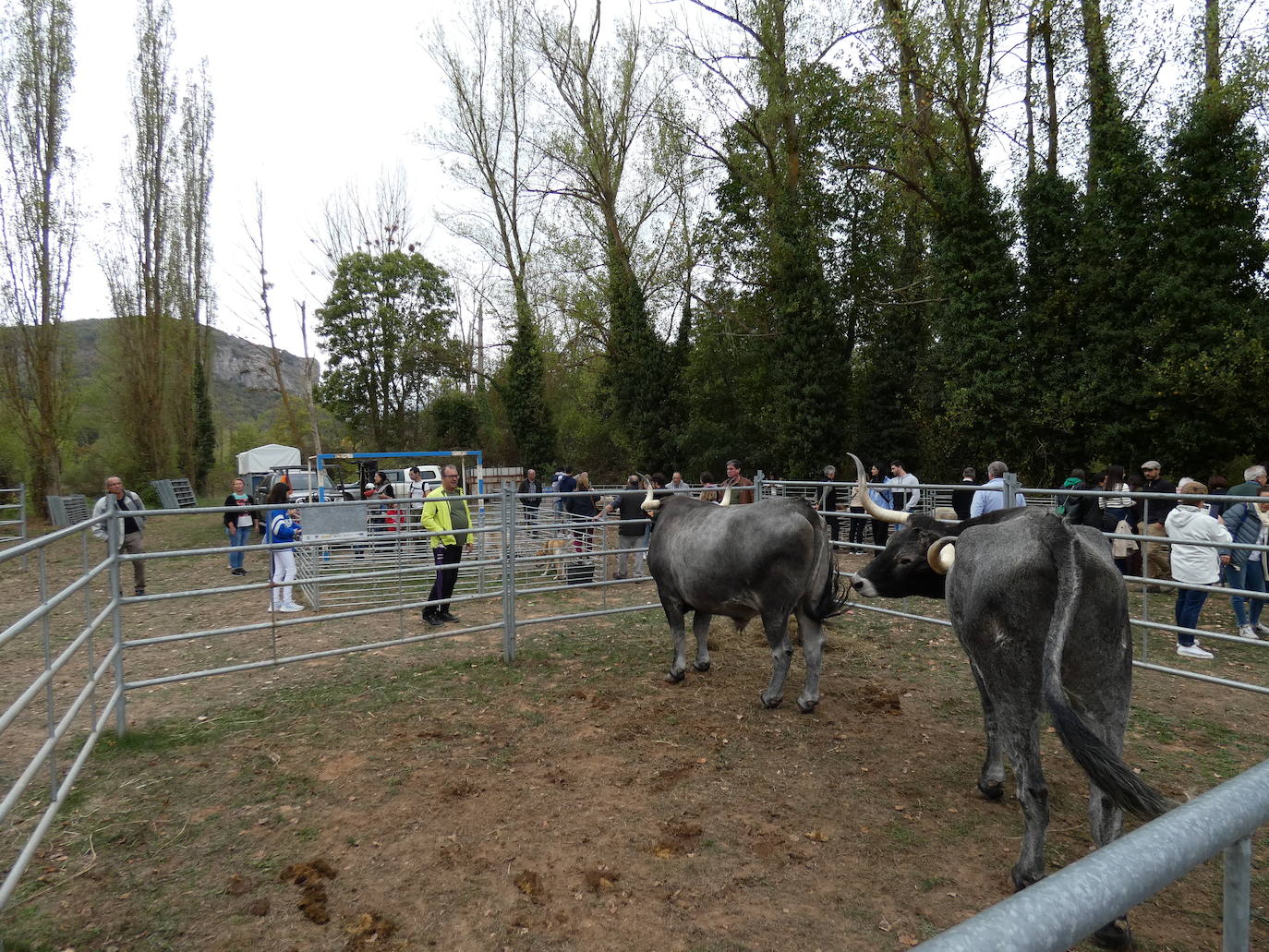 Fotos: Feria ganadera y de artesanía agroalimentaria de Ojacastro