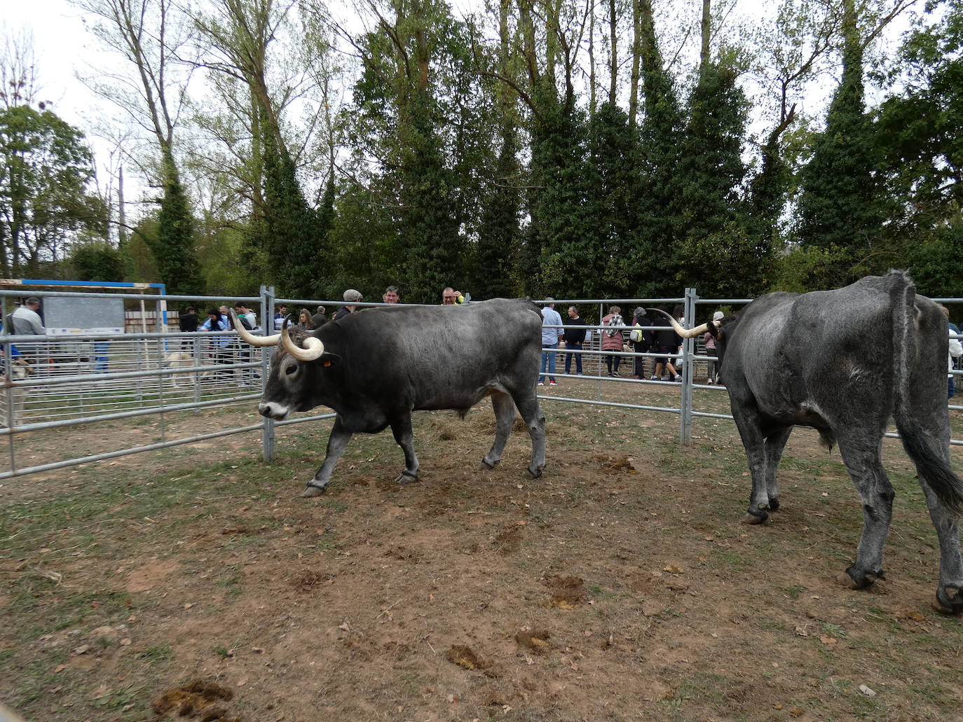 Fotos: Feria ganadera y de artesanía agroalimentaria de Ojacastro