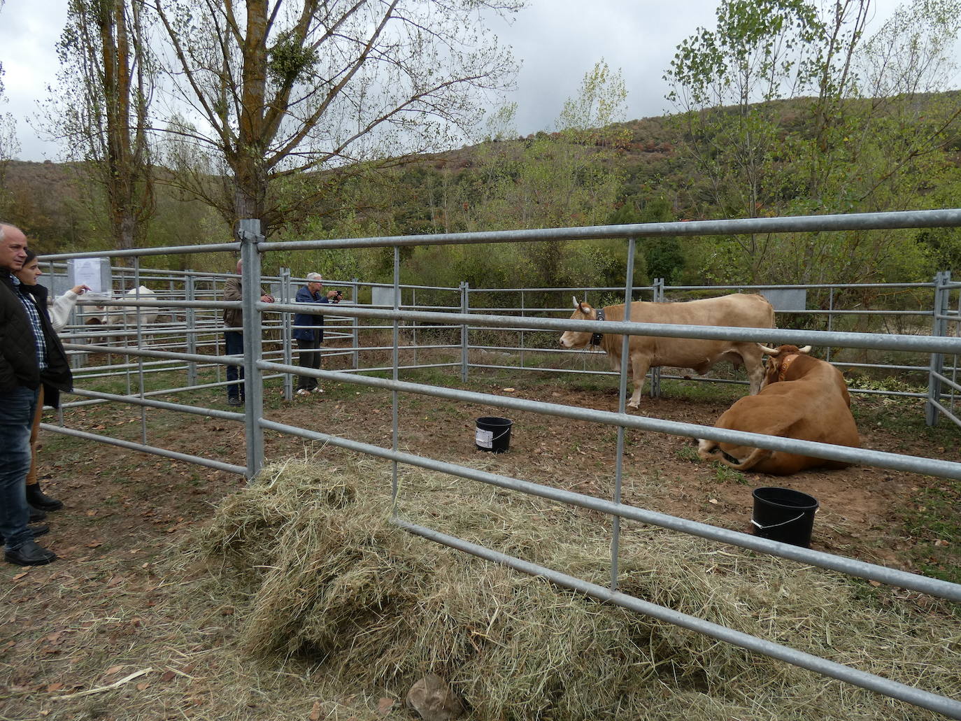 Fotos: Feria ganadera y de artesanía agroalimentaria de Ojacastro