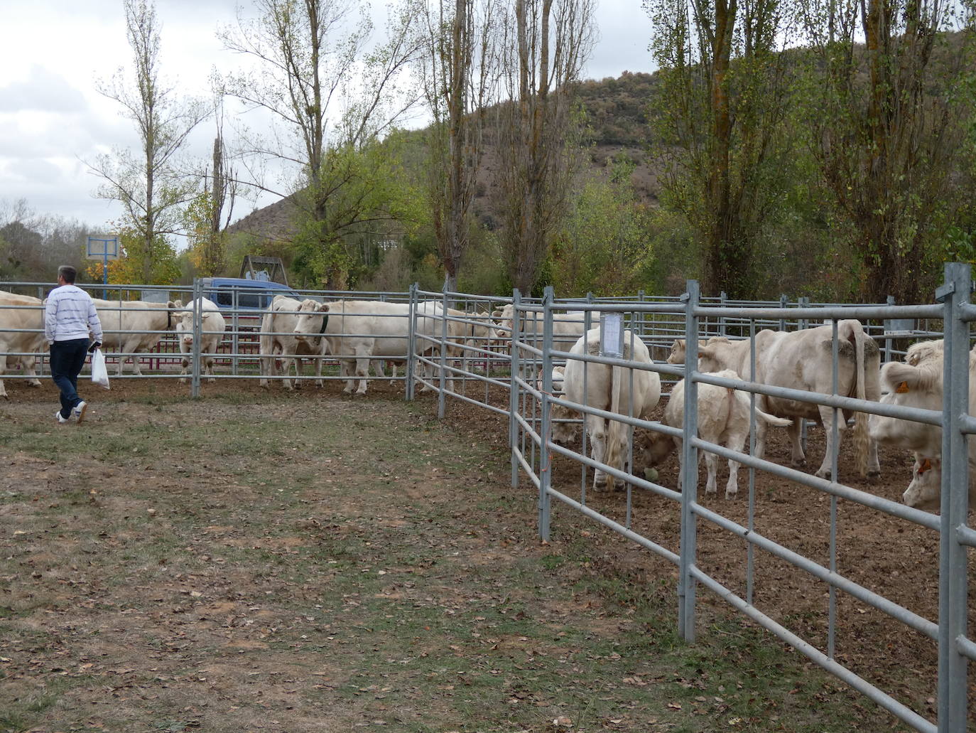 Fotos: Feria ganadera y de artesanía agroalimentaria de Ojacastro