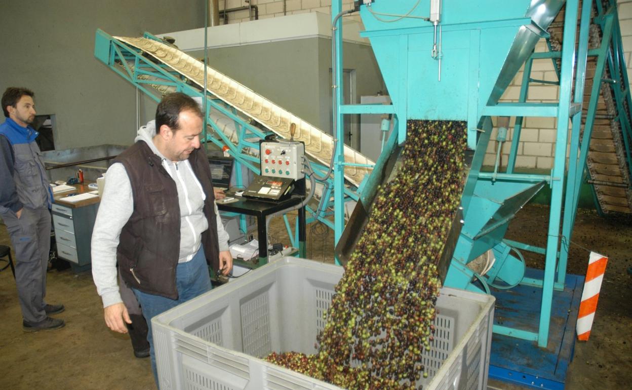 Recepción de aceituna en el trujal de Los Santos Mártires de Calahorra. 