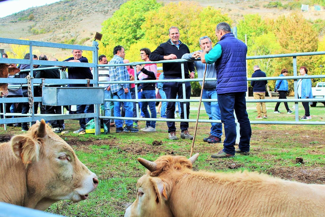 Fotos: Lo más granado de la ganadería camerana