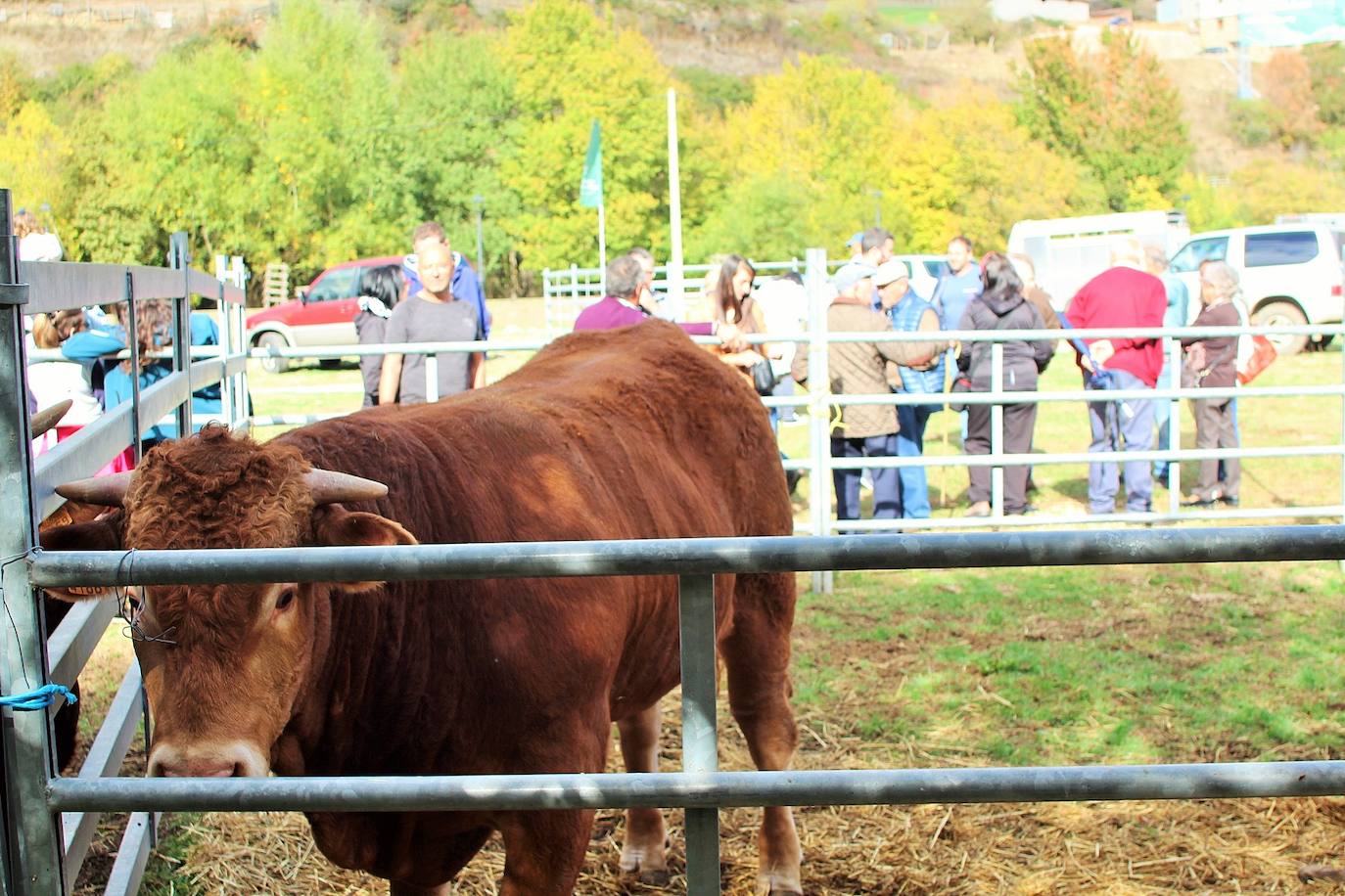 Fotos: Lo más granado de la ganadería camerana