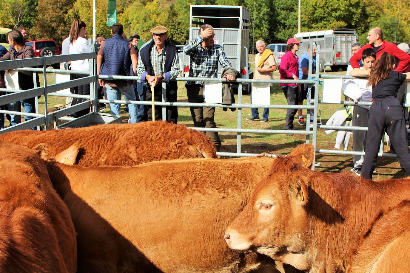 Fotos: Lo más granado de la ganadería camerana