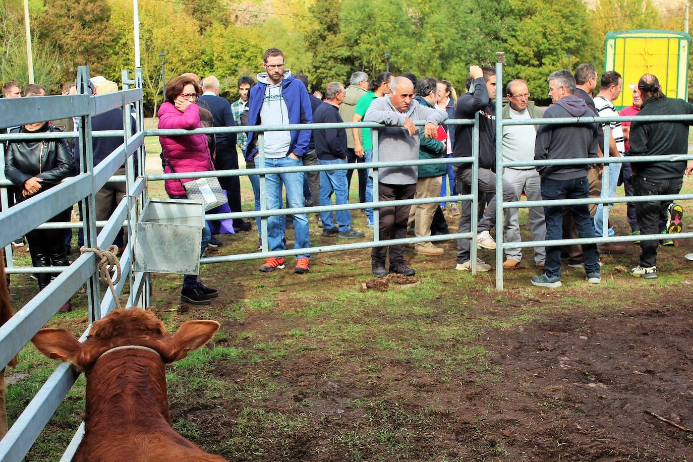 Fotos: Lo más granado de la ganadería camerana