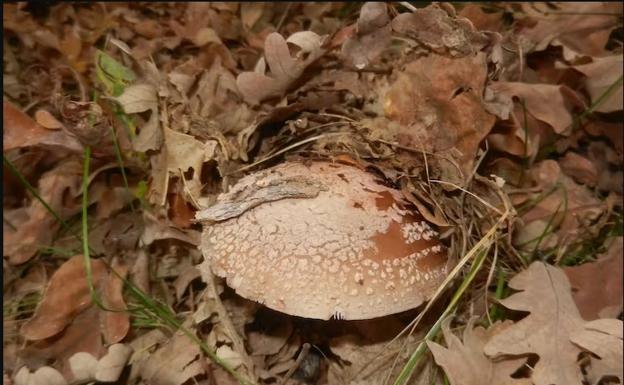 La Amanita rubescens destruye los glóbulos rojos si se consume en crudo.